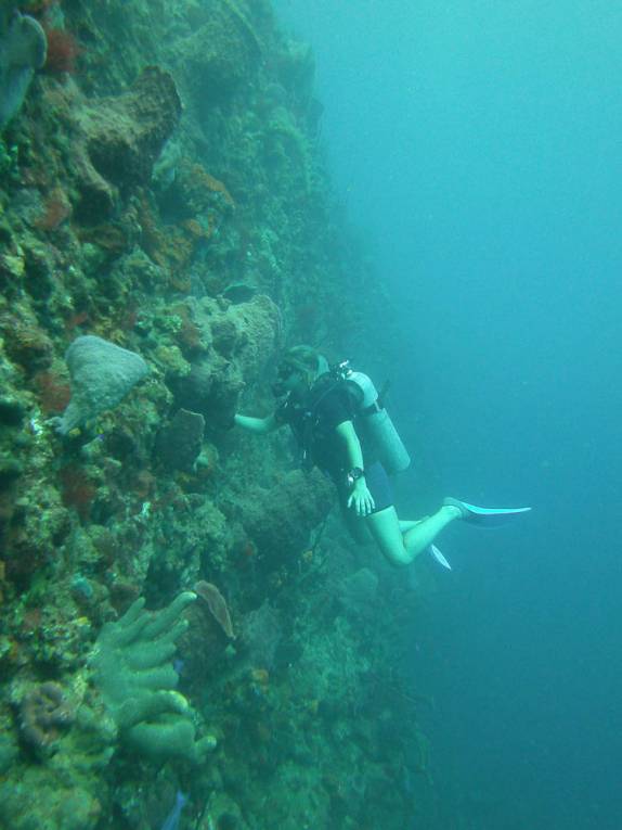As magníficas paredes coralíneas durante mergulho na costa sul de Roseau, em Parque Nacional submarino em Dominica, no Caribe